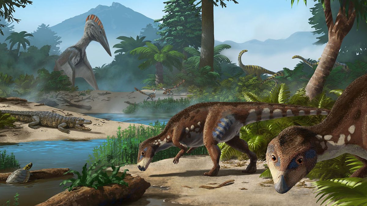 Une nouvelle espèce de dinosaure a été découverte avec un trait très caractéristique sur la tête