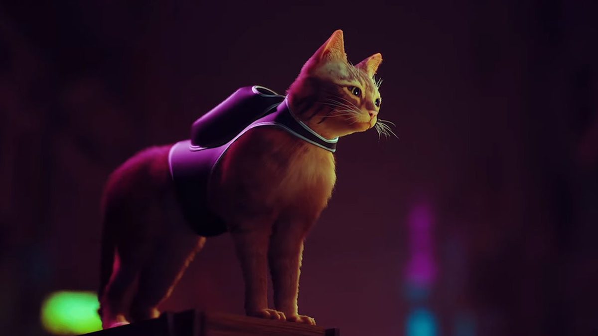 À quel point les chats se soucient-ils de leurs propriétaires ?  De nouvelles recherches révèlent que plus que vous ne le pensiez