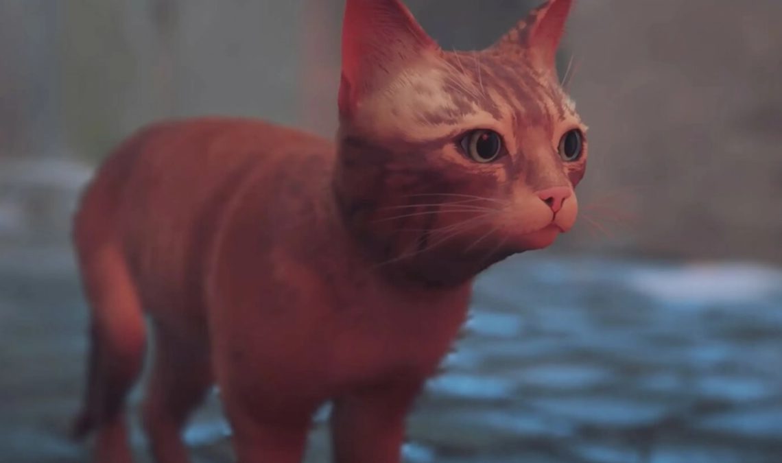 Le chaton de Stray va tenter sa chance sur grand écran avec son propre film d'animation : premiers détails