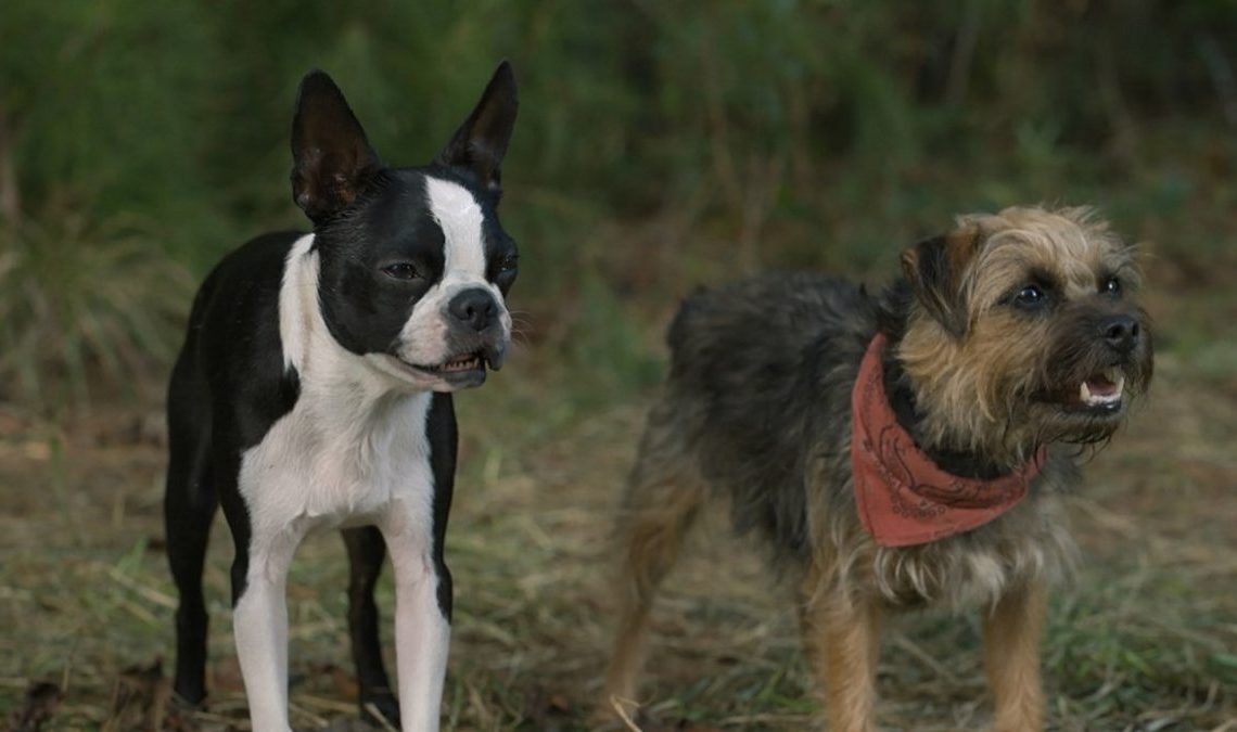 Scène exclusive de Vida Perra, la comédie la plus hooligane pour dire au revoir à l'été
