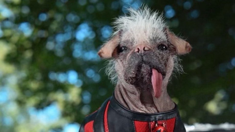 Ryan Reynolds présente Dogpool et s'engage à sortir Deadpool 3 à l'été 2024