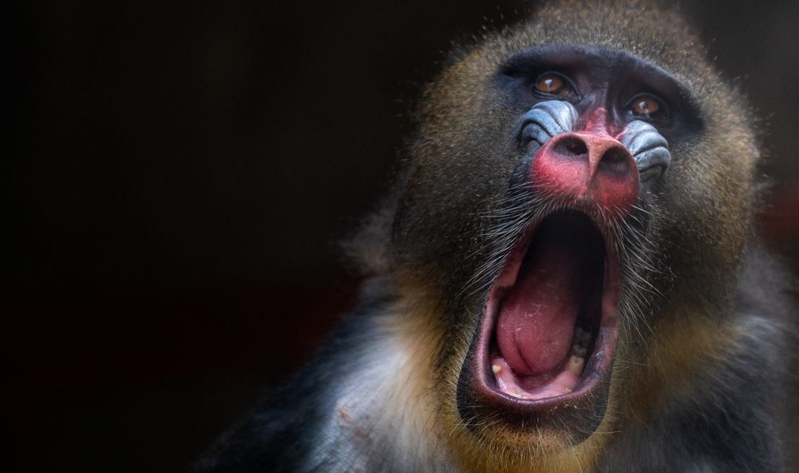 Une attaque brutale de certains babouins est l'une des scènes que l'on peut voir dans la suite de Gladiator