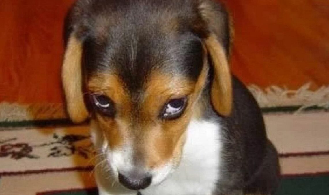 Faire pisser votre chien sur votre Nintendo Switch est une mauvaise idée, et au cas où vous ne le sauriez pas, Nintendo vous le rappelle