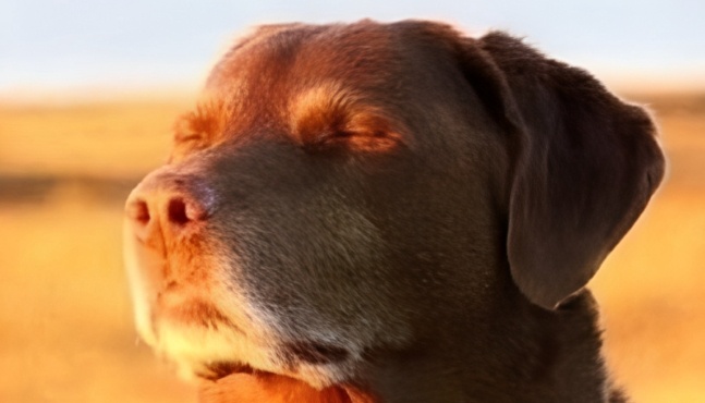 Il coûte moins d'un euro et est "une expérience révolutionnaire". Ce nouveau jeu est une paix absolue