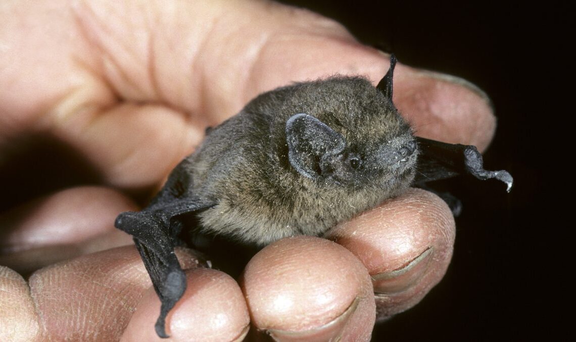 Warhammer fait face à deux obstacles puissants: Donald Trump et les chauves-souris adorables