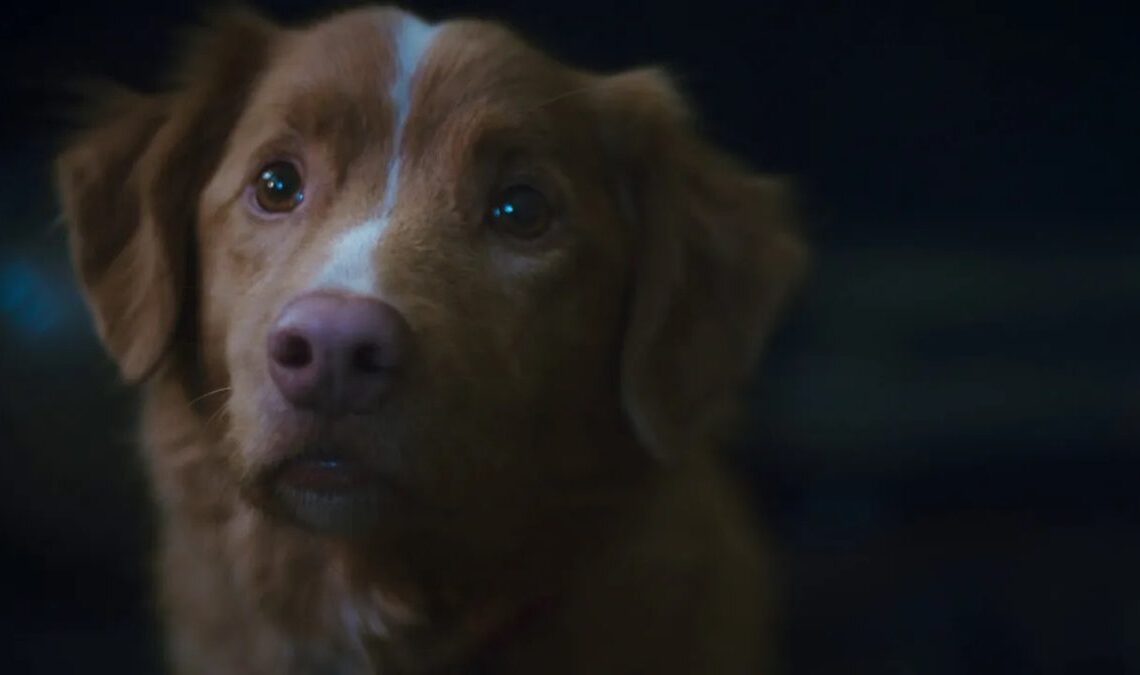Il a reçu des critiques très positives et met en vedette un adorable chiot, mais ce film n'est pas ce qu'il semble