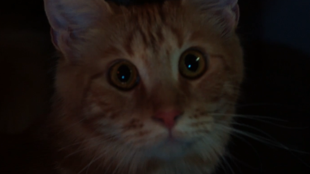 La nouvelle bande-annonce extraterrestre: Planet Earth recrée la bande-annonce originale du film Alien, et ce pauvre chat ne sera plus jamais le même