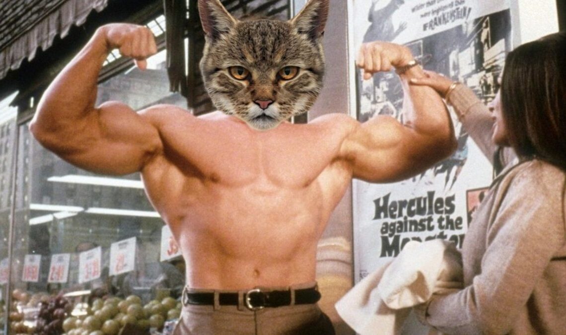 Matt Damon a un animal de compagnie très spécial : il s'agit de la version chat d'Arnold Schwarzenegger