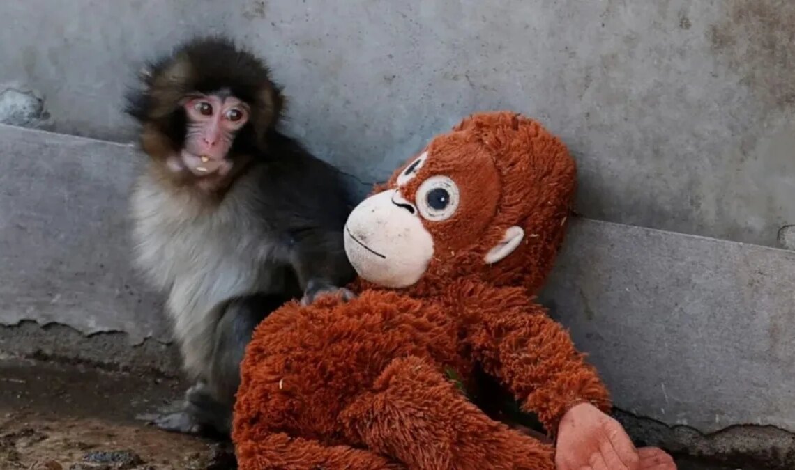 Le singe le plus viral du moment a son propre jeu vidéo, et vous pouvez y jouer gratuitement