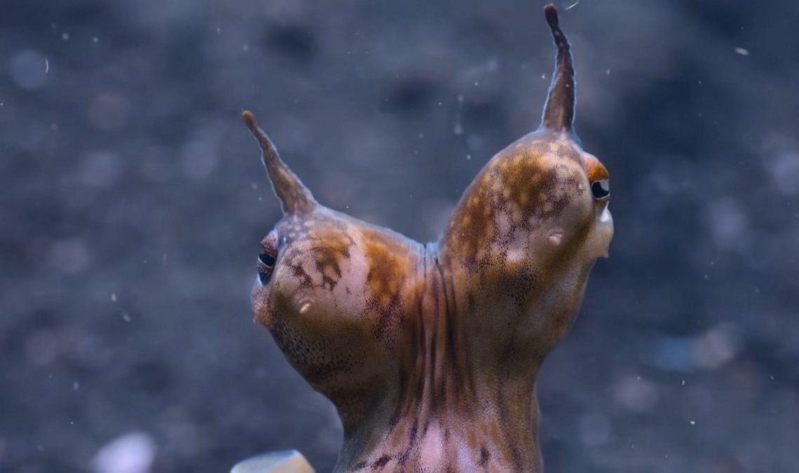 James Cameron produit un nouveau documentaire qui nous montrera "la créature la plus mystérieuse de la Terre"