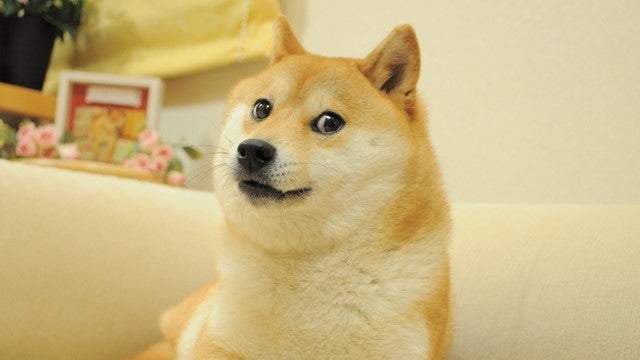 Kabosu, le chien derrière le mème "Doge", est décédé à l'âge de 18 ans